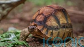 Three-legged tortoise settles into new life on wheels at zoo