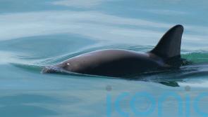 Mexican navy sets hooks for illegal nets in bid to help vaquita porpoise