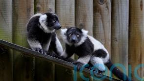 ‘Full of energy’ endangered lemur pups born at safari park