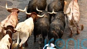 Six injured in second Pamplona bull run