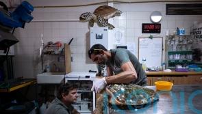 Rescued sea turtles in Israel released back into the wild