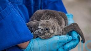 Zoo hails arrival of nine endangered penguin chicks