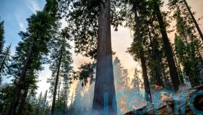 Grove of giant sequoia trees threatened by wildfire