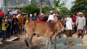 Indonesian Muslims celebrate Eid al-Adha amid outbreak of foot-and-mouth disease