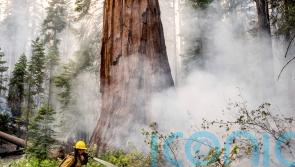 Firefighters protect giant sequoias as Yosemite blaze spreads