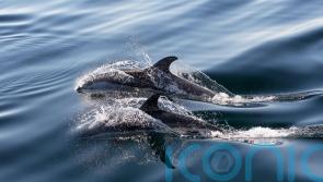 Faroe Islands put a cap on dolphin hunt after huge 2021 kill