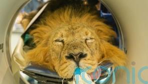 Endangered lion with persistent ear problems set to roar back following CAT scan