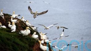 Avian flu detected in five seabirds on north coast