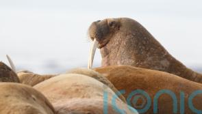 Scientists head to Arctic to check citizens’ count of walruses from space