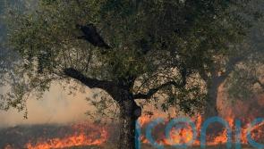 Villages battle wildfires in Portugal as Europe swelters