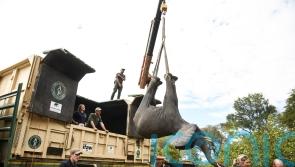 Malawi moves elephants from overcrowded park to larger one