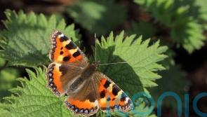 Public urged to join butterfly count to help action to save species