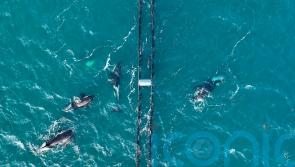 Drone captures ‘special’ footage of seal using mussel farm to hide from orcas