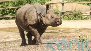 Kent safari park first in Europe where visitors can meet three species of rhino