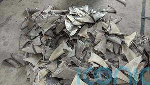 Bill to ban ‘vile and cruel’ shark fin trade has Government’s ‘full support’
