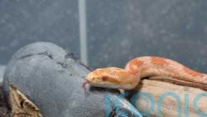 Snake owners advised to be ‘extra vigilant’ as heatwave triggers escape alert