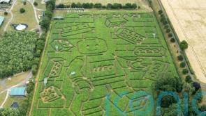 York’s 15-acre maze cut into ‘world’s largest’ Lego minifigure