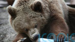 &lsquo;Some female bears may pick dens near people to keep threat of males away&rsquo;