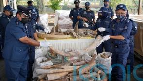 Malaysian officials seize African elephant tusks and pangolin scales worth £15m