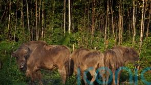 Bison take to new Kent woodland home in scheme to curb climate and nature crises