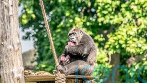Zoos lay on icy treats to keep animals cool in heatwave