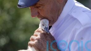 Cygnets kept cool as Swan Upping tradition adapts to heatwave