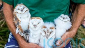 Conservationists celebrate as new brood of barn owls chicks are ringed