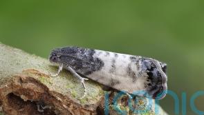 Moth species recorded in Scotland for first time in ‘exciting’ discovery