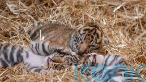 London Zoo visitors get first glimpse of endangered Sumatran tiger cubs