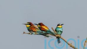 Bee-eater chicks hatch in Norfolk quarry in ‘vivid reminder’ of warming world
