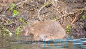 Beavers given legal protection in England, Government announces