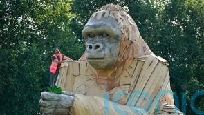 Four-tonne interactive gorilla sculpture wows onlookers at Bristol zoo