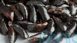 Warning over loch’s shellfish after raised levels of toxins identified