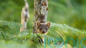 Endangered pine martens could be reintroduced to south-west England