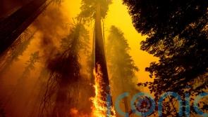 Emergency action planned to save giant sequoia trees from wildfires