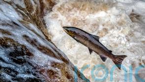 Wild salmon reaching crisis point in rivers, Environment Agency warns