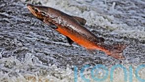 US could demand action on dams to save last Atlantic salmon