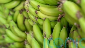 Starchy green bananas ‘prevent cancers’ in people with hereditary risk – study