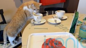 Polish institute classifies cats as alien invasive species