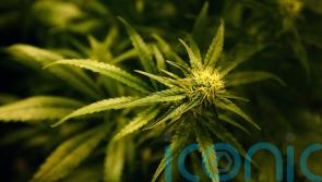 Cannabis worth 500,000 euro seized by gardai