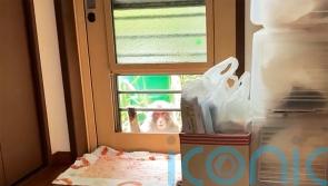 ‘I have never seen anything like this’: Japanese city alarmed by monkey attacks