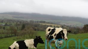 All sectors will have to stretch themselves to meet emissions targets – Martin