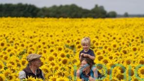 Sunflower crop earliest for more than a decade following heatwave