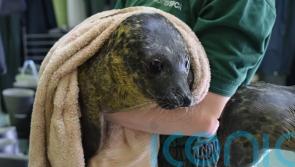 Seals flown to Shetland for care after rescue centre water breakdown