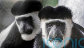 New exhibit which is the height of six double-decker buses to open at London Zoo