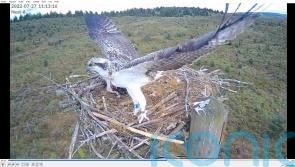 Wildlife lovers celebrate 100th osprey to fly the nest