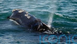 Vessels must slow down to save whale species from extinction, US rules say
