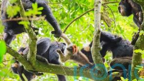 Chimpanzees produce ‘hunting bark’ to co-ordinate group members – study