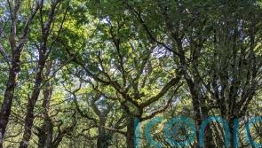 Boost for Scotland’s rainforest recovery as RSPB takes on nature reserve