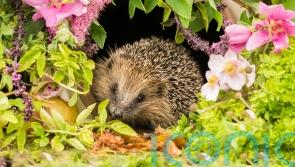 How gardeners can help wildlife through summer and beyond